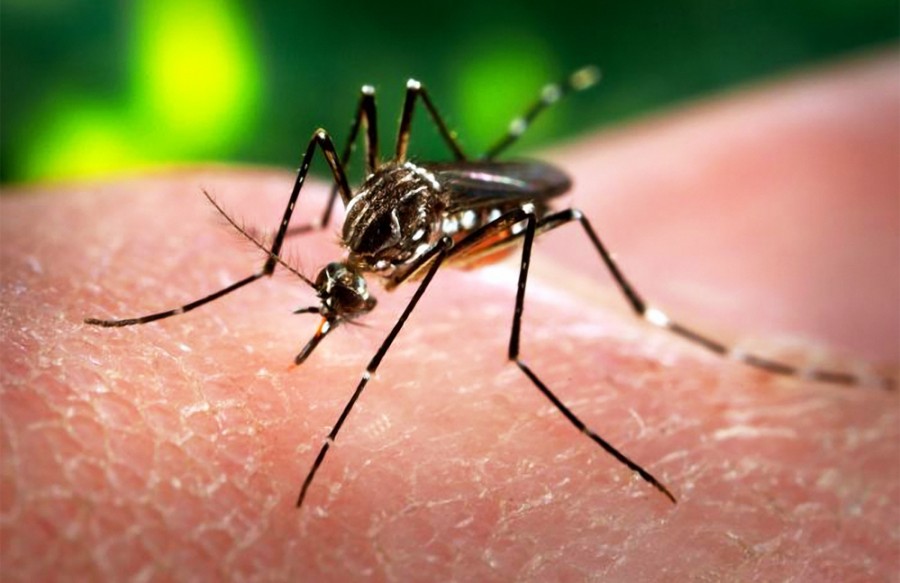 Premiers cas du virus Zika à New York et en Catalogne