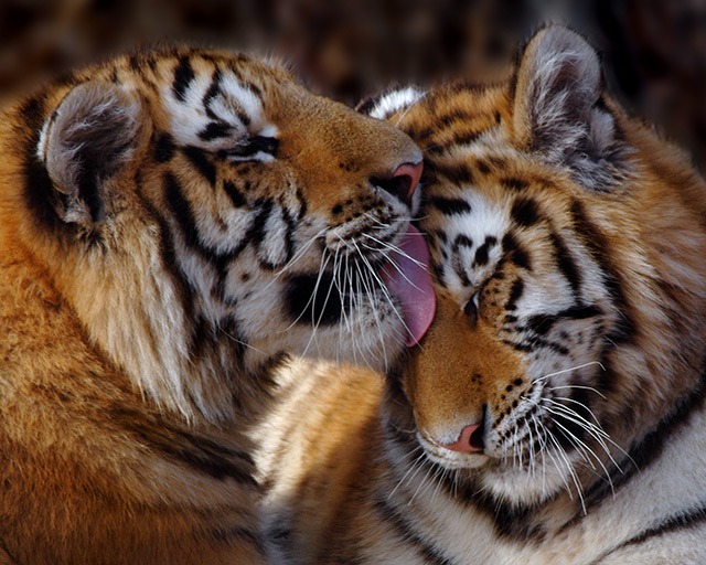 Le nombre de tigres vivants sur terre a augmenté pour la première fois depuis 100 ans