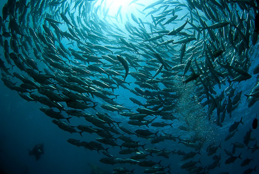 La sardine - Le guide Poisson du WWF