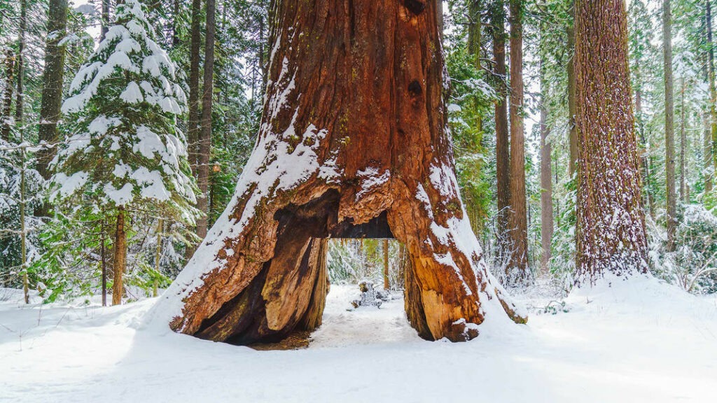 Californie Un Séquoia Millénaire Déraciné Par Une Tempête 