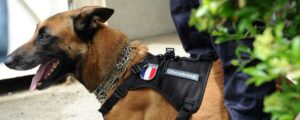 Un enfant attaqué par un chien de la gendarmerie
