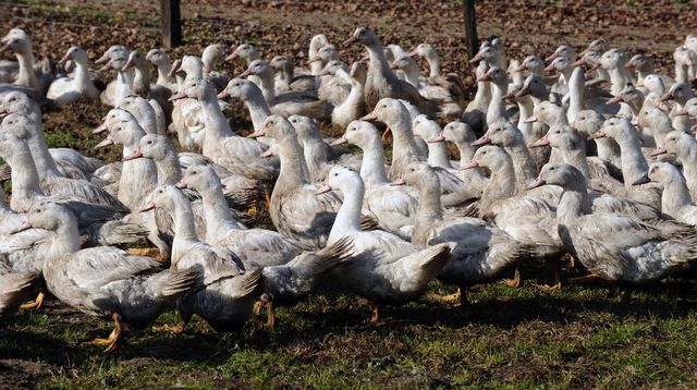 Le gouvernement annonce la fin de l'épidemie de grippe aviaire en France