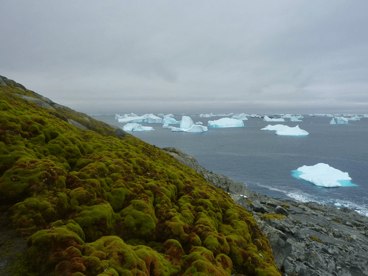 Réchauffement climatique : l'Antarctique verdit de plus en plus rapidement
