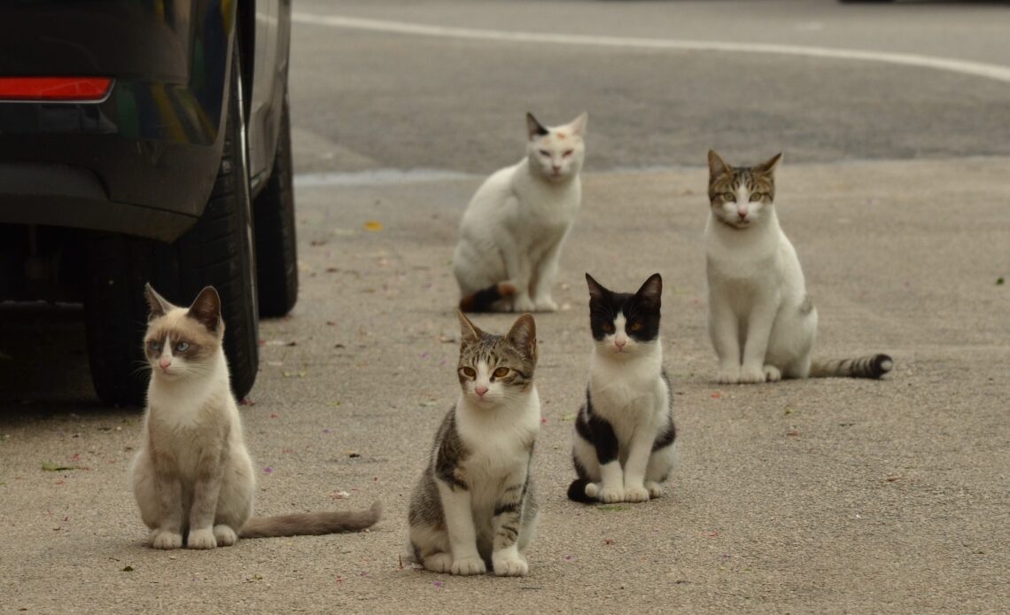 Près de Narbonne deux cents chats sont victimes d'un tueur en série