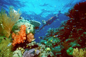 La Grande Barrière de corail est désormais estimée à 37 milliards de dollars