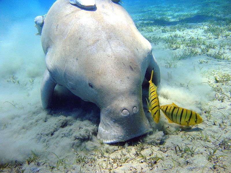 Nouvelle-Calédonie : le dugong, une espèce de plus en plus menacée
