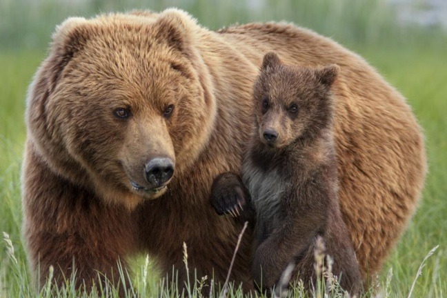 Le parc national de Yellowstone retire l'ours grizzly de la liste des animaux protégés