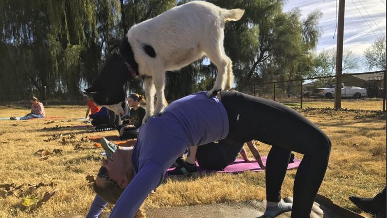Le "Goat Yoga" ou "Yoga chèvre" : la nouvelle mode aux Etats-Unis