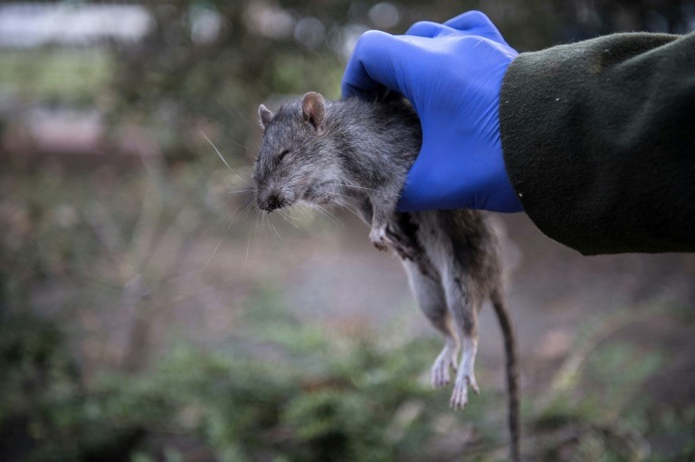 Zoopolis défend les rats à Paris AFP / Christophe ARCHAMBAULT