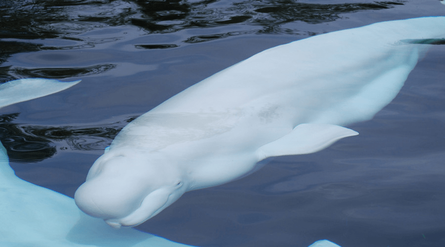 Béluga dans la mer arctique