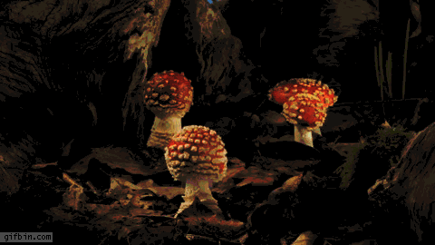 champignons hallucinogènes
