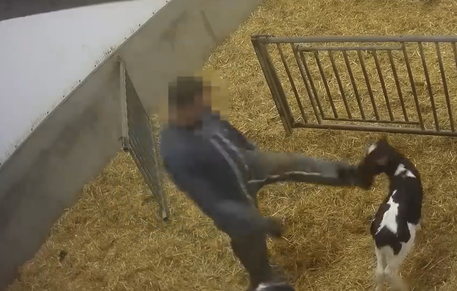 Maltraitance Animale : L214 publie une vidéo choc sur le calvaire des