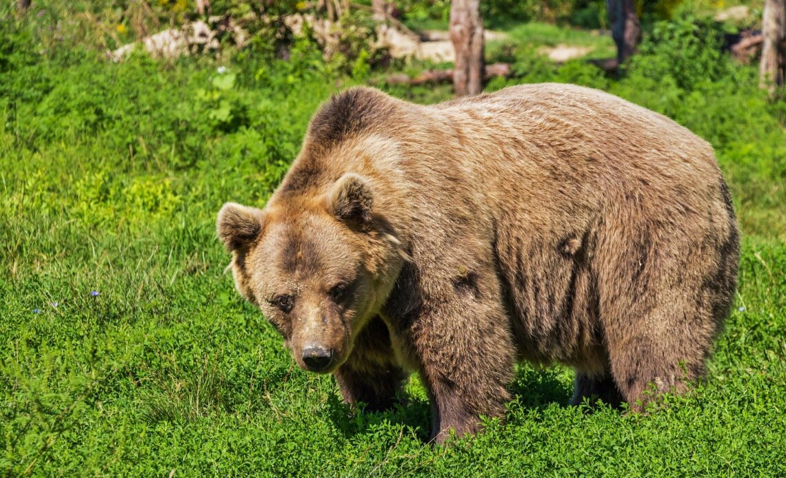 L'ours Sarousse a été abattue par un chasseur espagnol