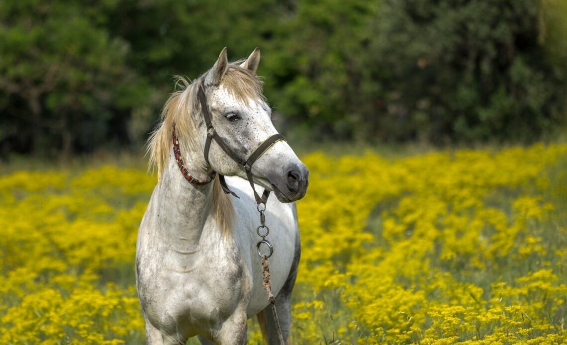 Mutilations de chevaux : sur près de 500 cas recensés, seul 16% sont d'origine humaine
