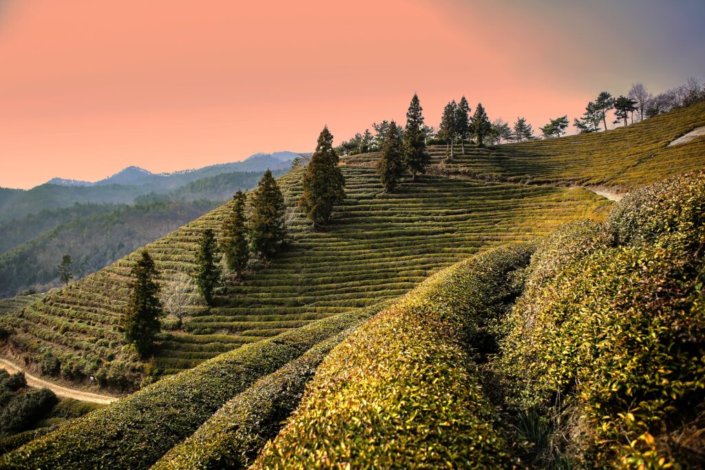 Boseong plantations de thé Corée du Sud