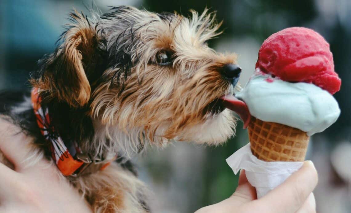 glaces pour chien restaurateur dans le Var