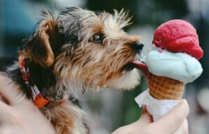 glaces pour chien restaurateur dans le Var