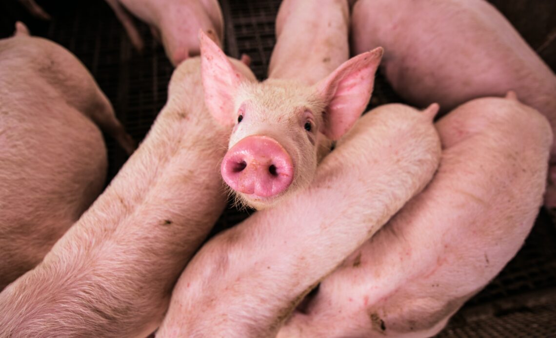 Association PETA demande mémorial porcs tués accident de la route Houtkerque