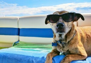 conseils animal protection chaleur recommandations canicule animaux