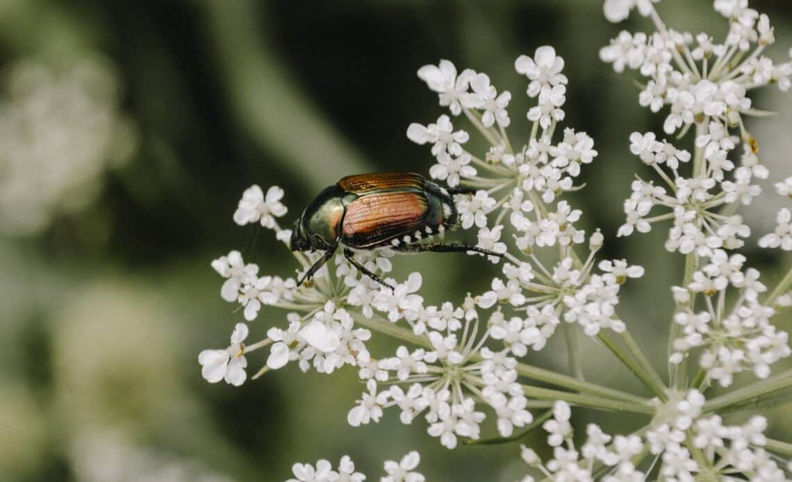 scarabée japonais menace insecte France agriculture danger