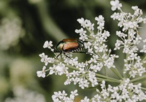 scarabée japonais menace insecte France agriculture danger