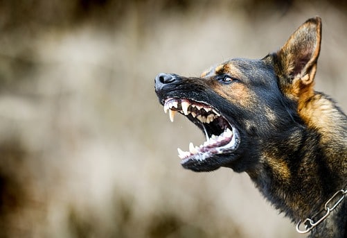 Les chiens de catégorie 1 et 2 dits « chiens dangereux »  Ministère de  l'Agriculture et de la Souveraineté alimentaire