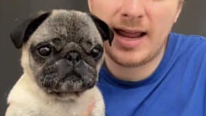 Le chien Albert